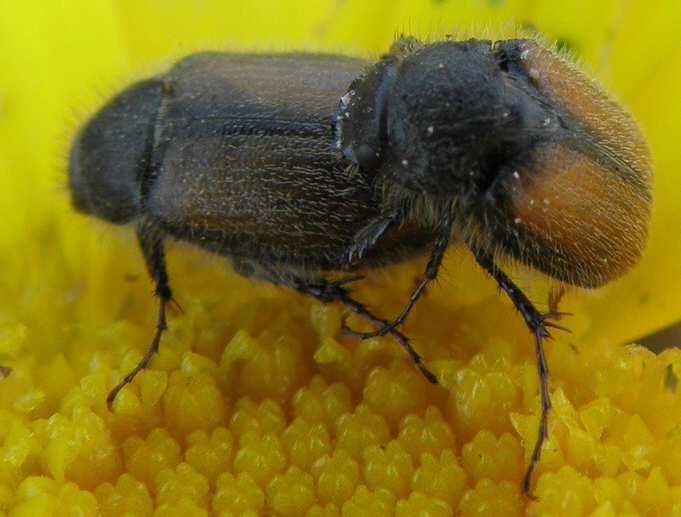 Paratriodonta cinctipennis (Melolonthidae)